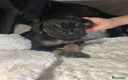 Great Dane dogs for sale: Great dane puppies for sale  - Image 18