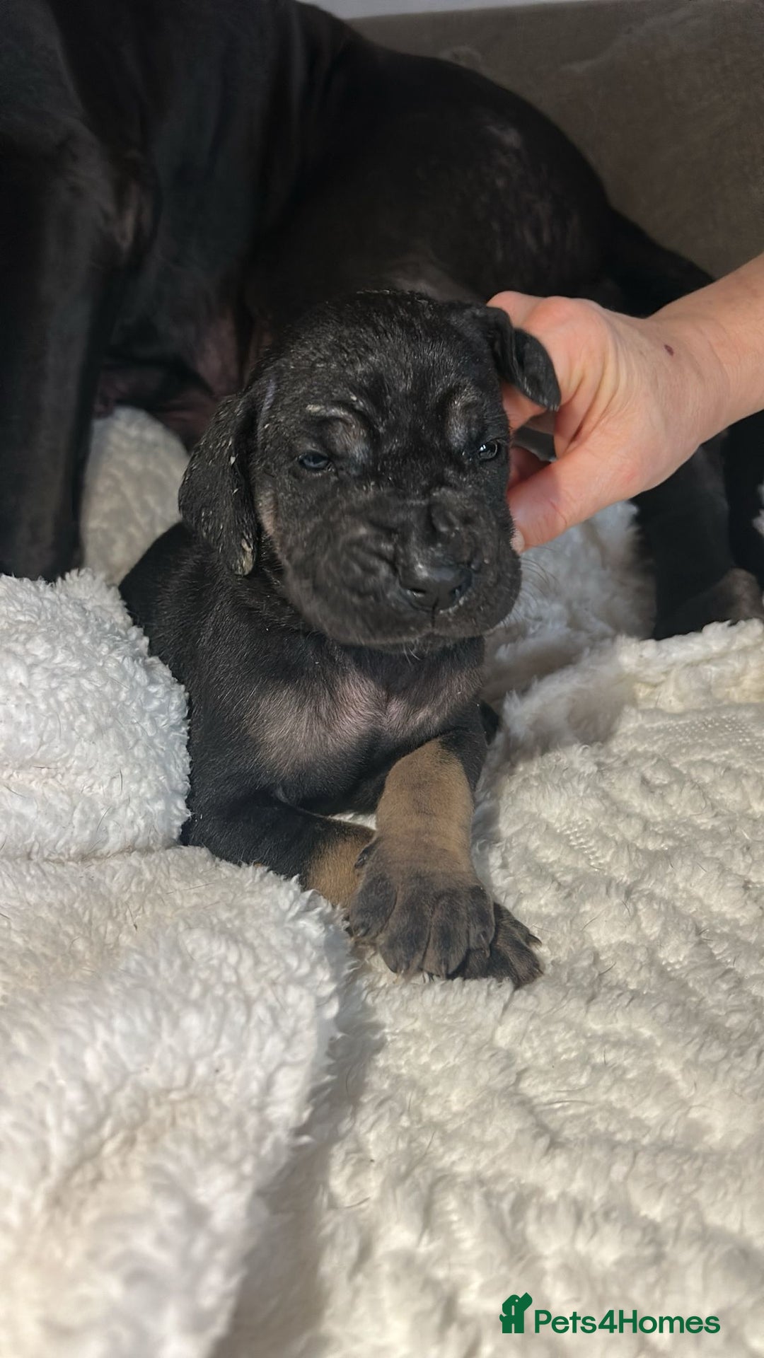 Great Dane dogs for sale: Great dane puppies for sale  - Image 18