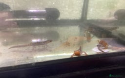 Newt reptiles for sale: Alpine newts for sale - Image 4