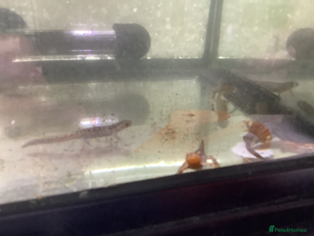 Newt reptiles for sale: Alpine newts for sale - Image 4
