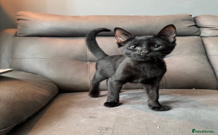 Domestic Shorthair cats - Advert 2