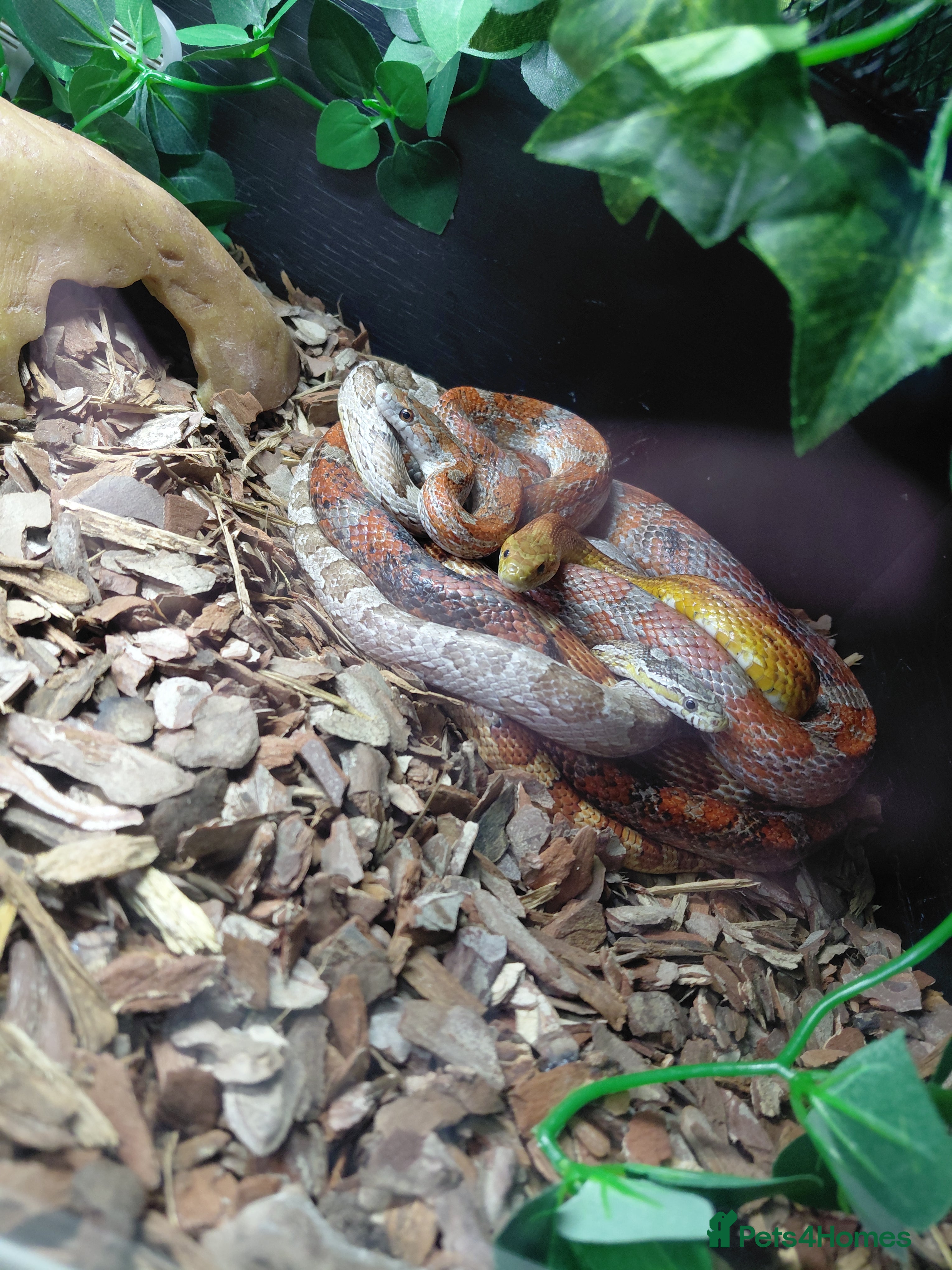 Corn Snake reptiles X2 Corn snake for sale with enclosure - Advert 2