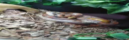 Corn Snake reptiles for sale: X2 Corn snake for sale with enclosure - Advert 1