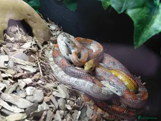 Corn Snake reptiles X2 Corn snake for sale with enclosure - Advert 1