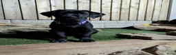 Cane Corso dogs for sale: Black female cane corsos puppies  - Advert 17