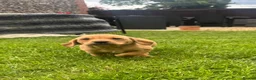 Springador dogs for sale: Springadore puppies for sale  in Thetford - Advert 22
