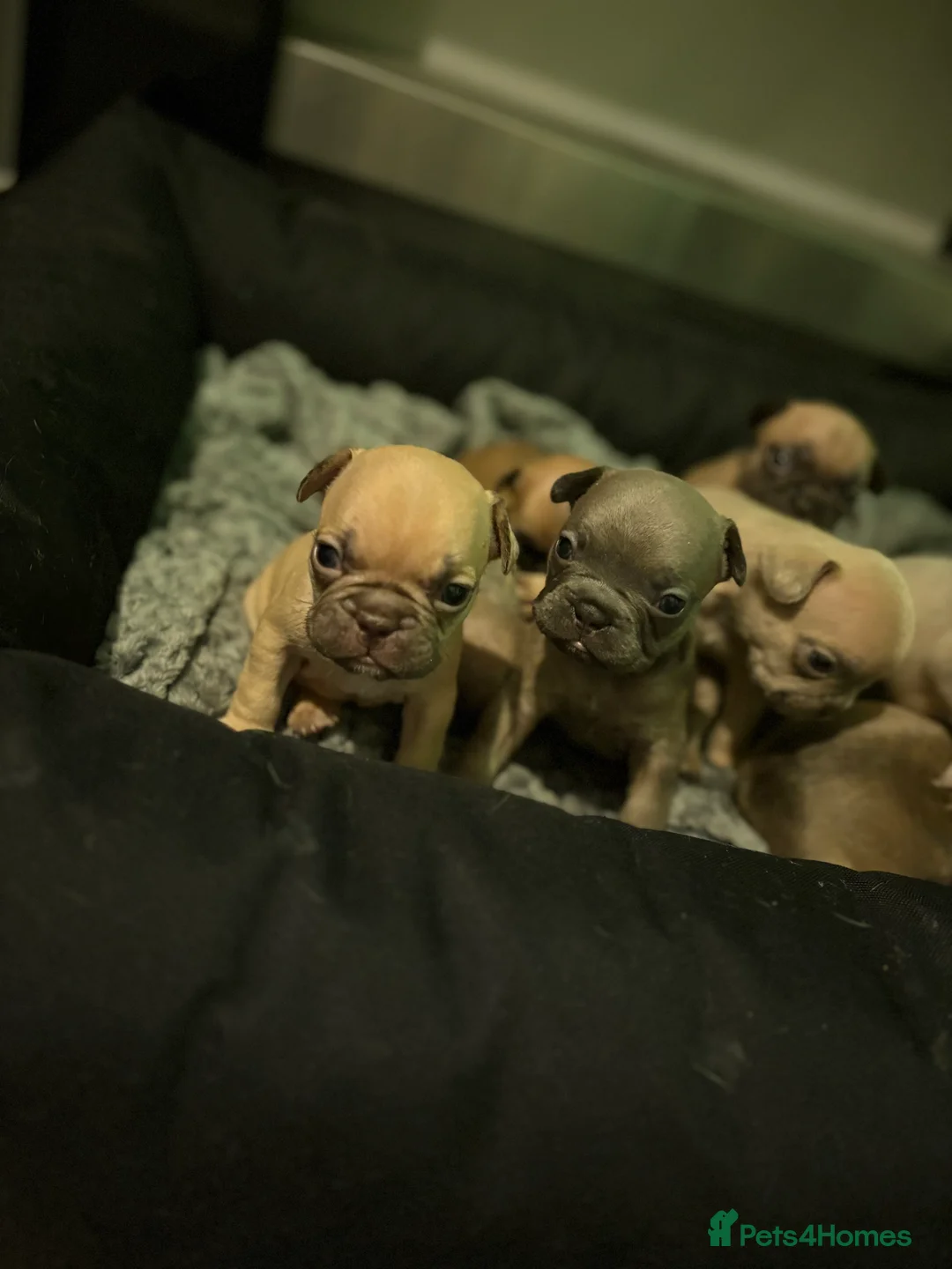 French Bulldog dogs for sale: French bulldog puppies  - Advert 7
