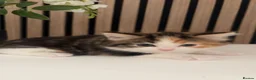 Mixed Breed cats for sale: Ginger, Black and White Female Kitten in Billingham - Advert 6
