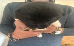 Akita dogs for sale:  ⭐ READY NOW adorable chunky A/AKITAS - Image 8