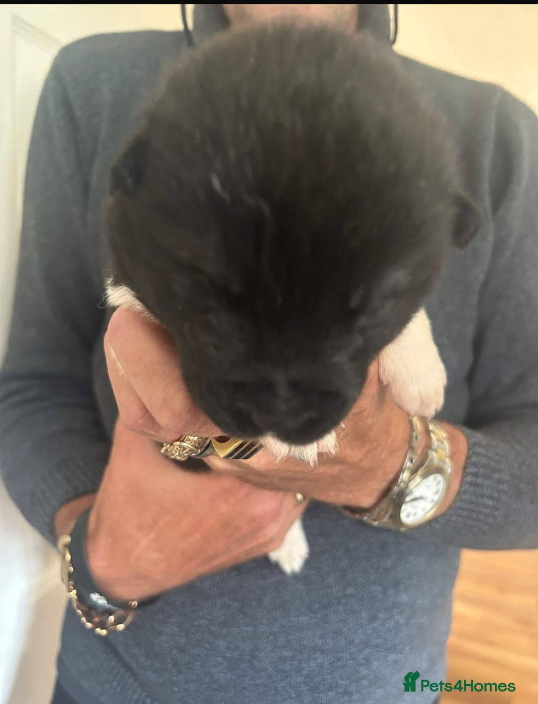 Akita dogs for sale:  ⭐ READY NOW adorable chunky A/AKITAS - Image 8
