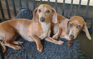 Miniature Dachshund dogs Two beautuful sisters. 1 1/2 years old in Peterborough - Advert 1
