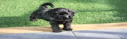 Cockapoo dogs for sale: Pretty little princess. in Mansfield - Advert 3