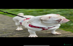 Pug dogs for sale: Pink Albino Pug🤍 (Kc registered) - Image 2
