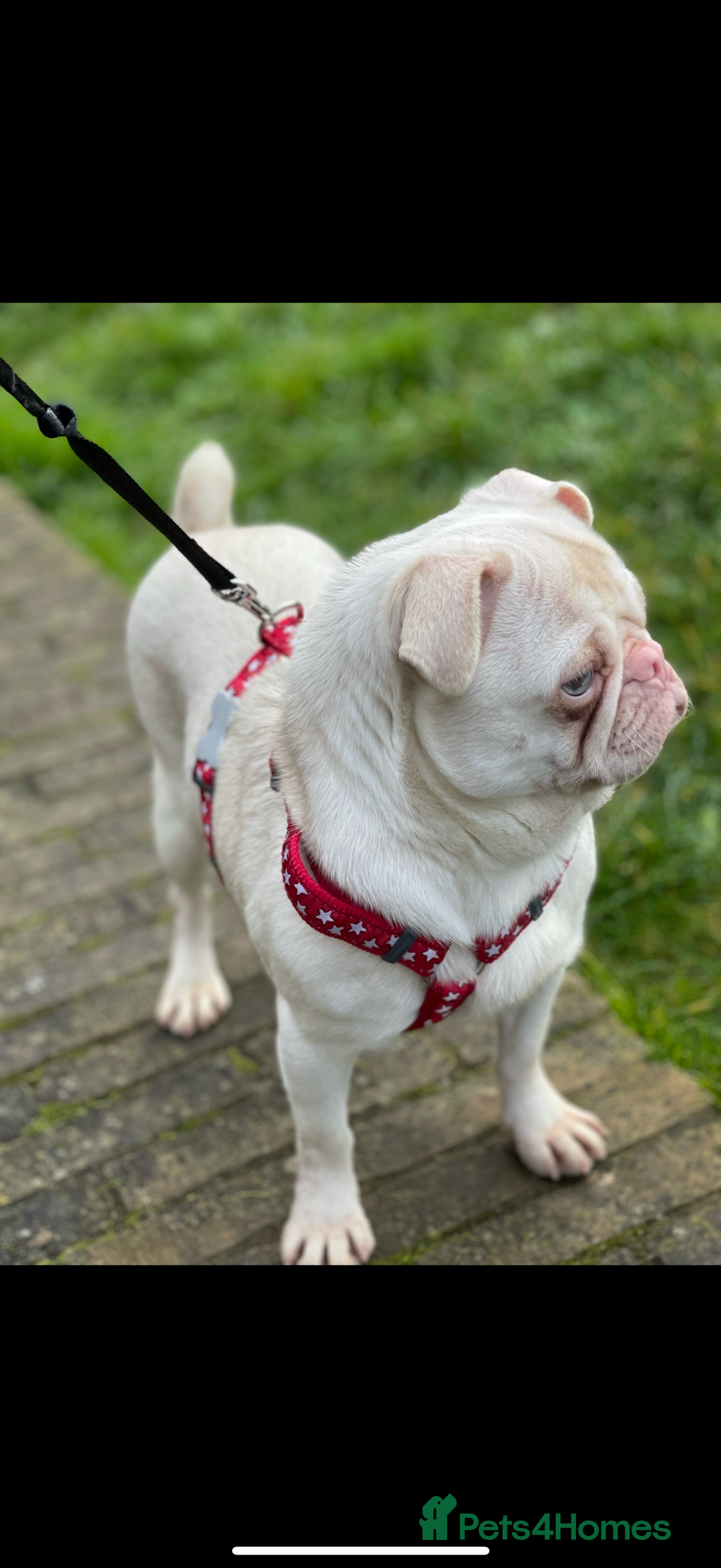 Pug dogs for sale: Pink Albino Pug🤍 (Kc registered) - Image 2