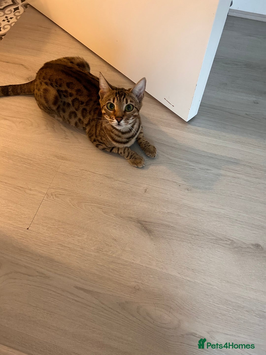 Bengal cats for sale: Bengal female  - Advert 5