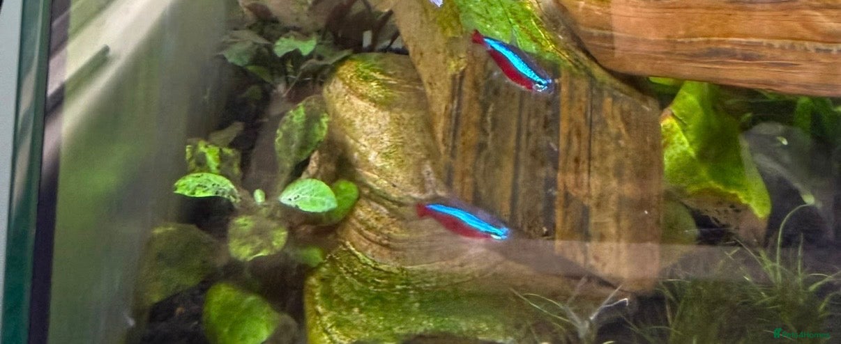 Tetras fish Cardinal tetra - 8 - Advert 1