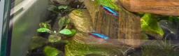 Tetras fish for sale: Cardinal tetra - 8 in Gravesend - Advert 1