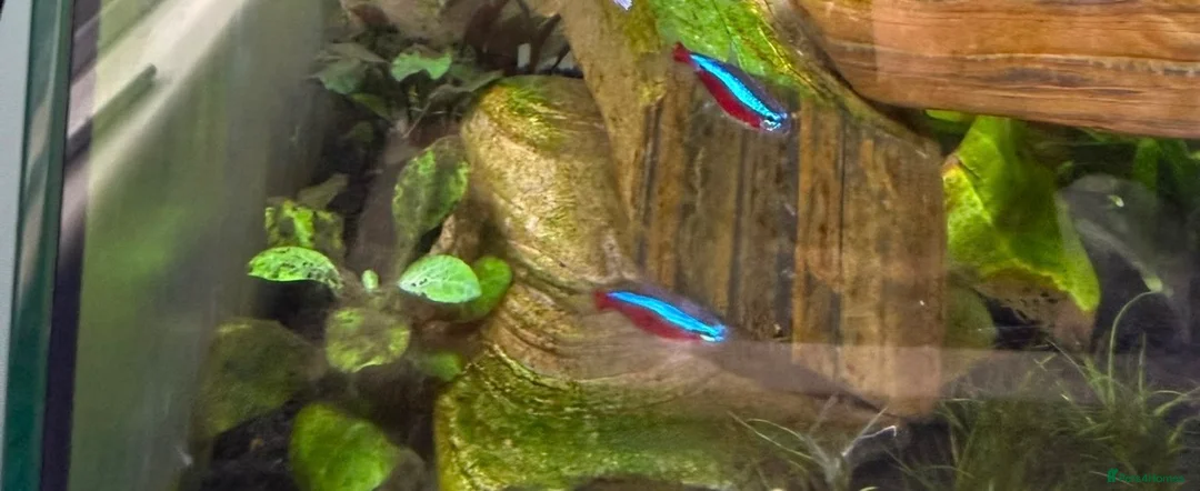 Tetras fish for sale: Cardinal tetra - 8 in Gravesend - Advert 1