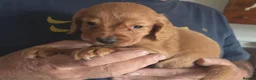 Cocker Spaniel dogs for sale: Working cocker spaniel puppies red - Advert 1