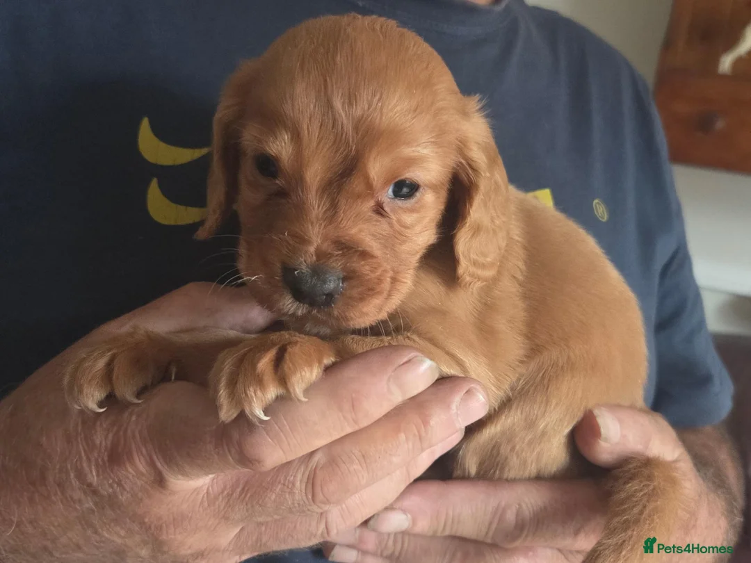 Cocker Spaniel dogs for sale: Working cocker spaniel puppies red - Advert 1
