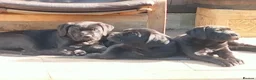 Cane Corso dogs for sale: Cane Corso puppies ready to leave now - Advert 26