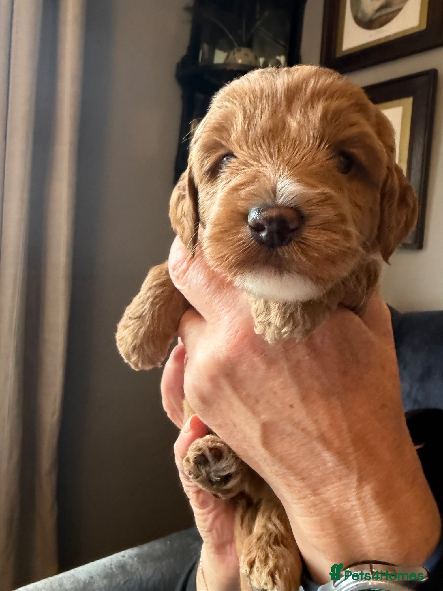 Australian Labradoodle dogs 100% Pure bred Australian Labradoodle  - Advert 2
