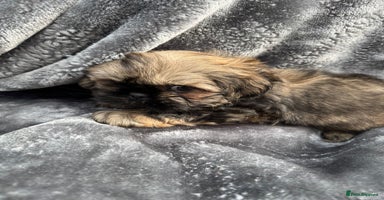 Shih Tzu dogs - Advert 14