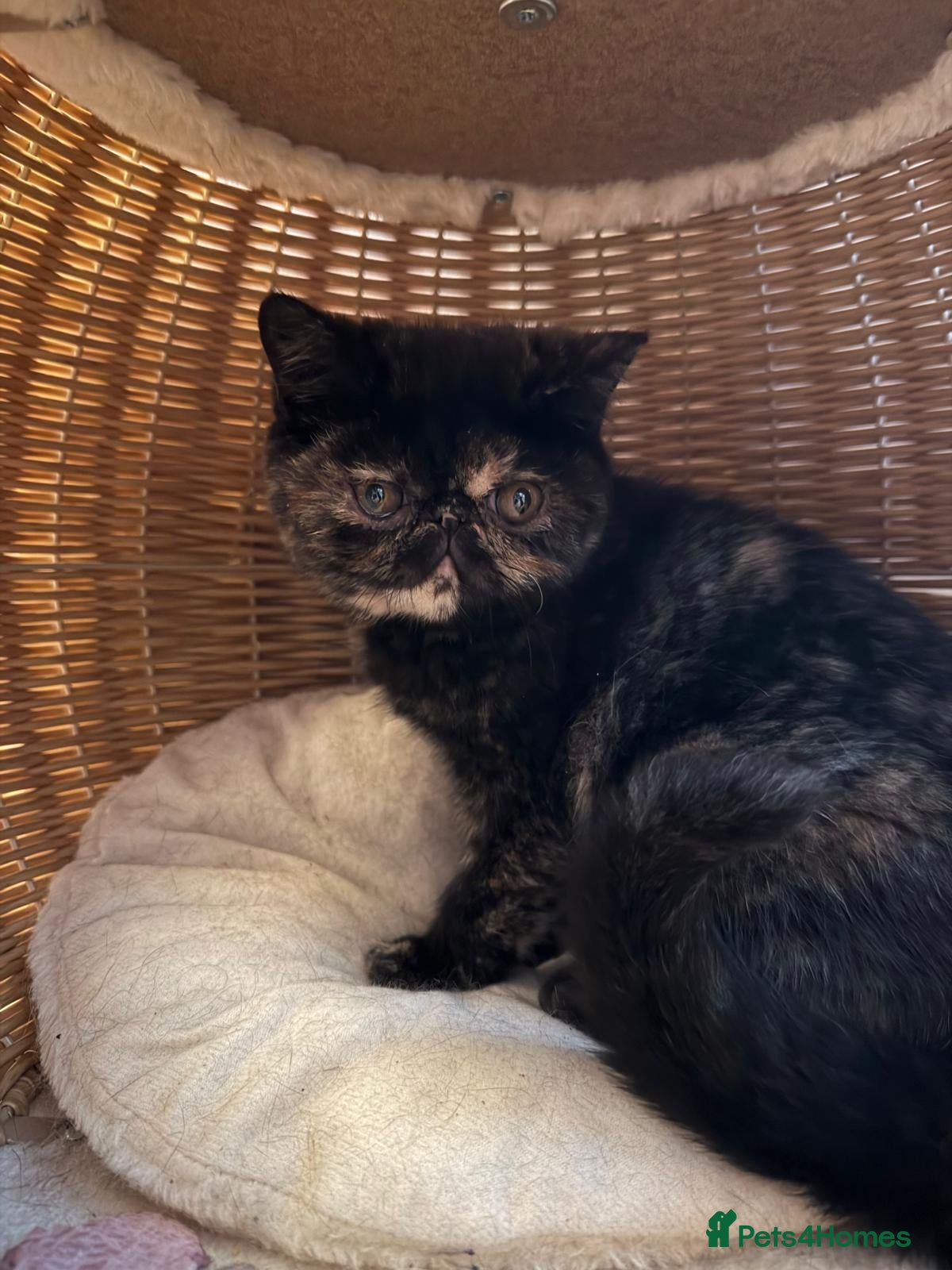 Exotic cats Cute GCCF registered tortie girl - Advert 1