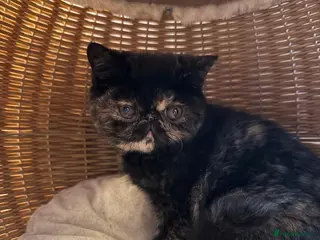 Exotic cats Cute GCCF registered tortie girl - Advert 4