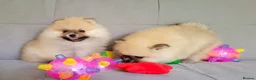 Pomeranian dogs for sale: Stunning KC Pomeranian Puppies for sale - Advert 4