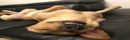 Labrador Retriever dogs for sale: Labrador looking for loving new home - Advert 10