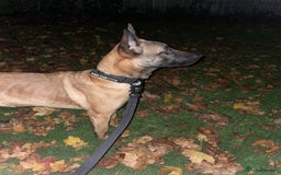 Belgian Shepherd Dog dogs for sale: Razer the malinois - Image 5