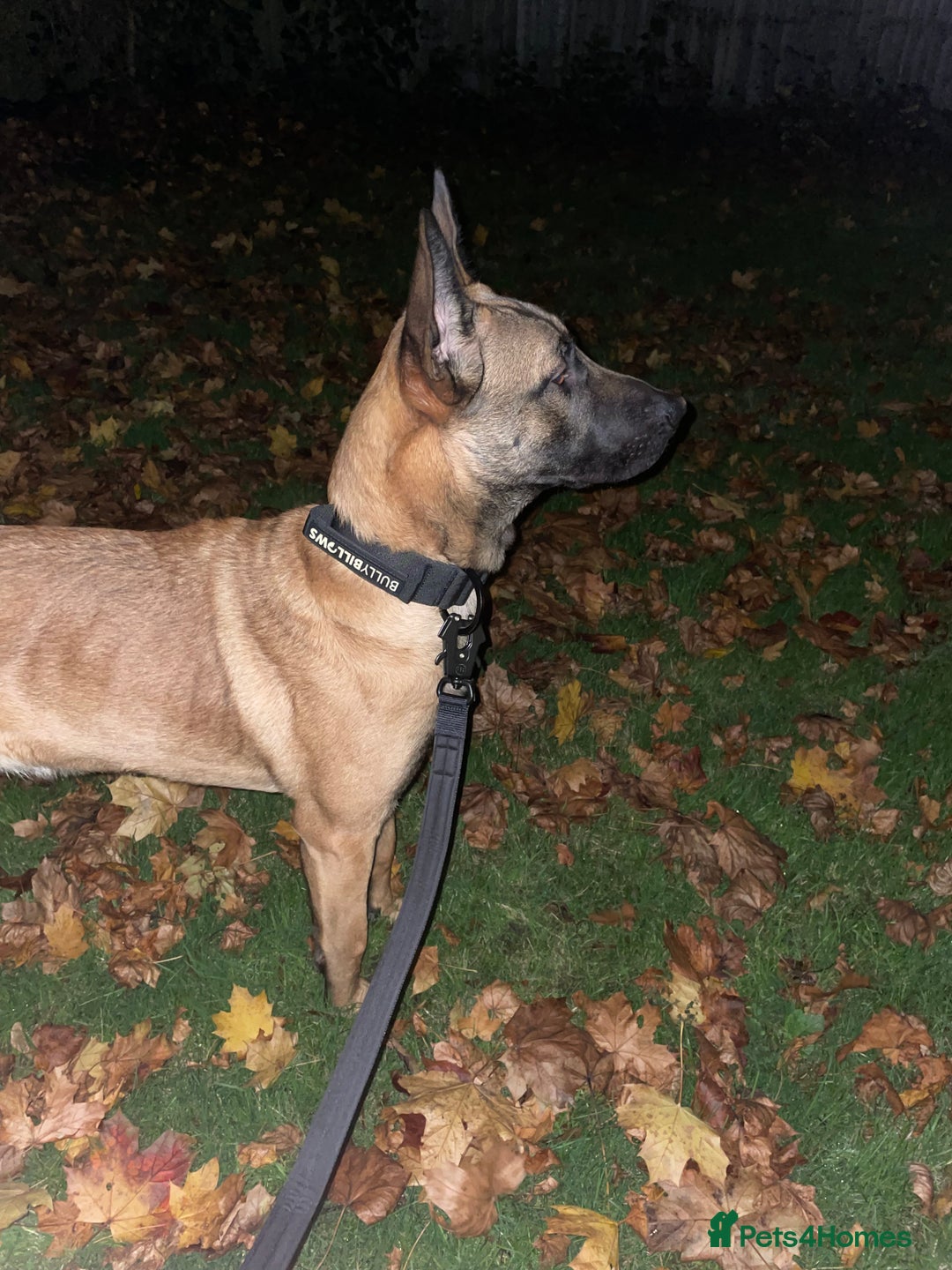Belgian Shepherd Dog dogs for sale: Razer the malinois - Image 5