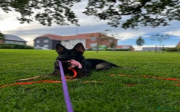 German Shepherd dogs for sale: Female German Shepherd - working line - Advert 18