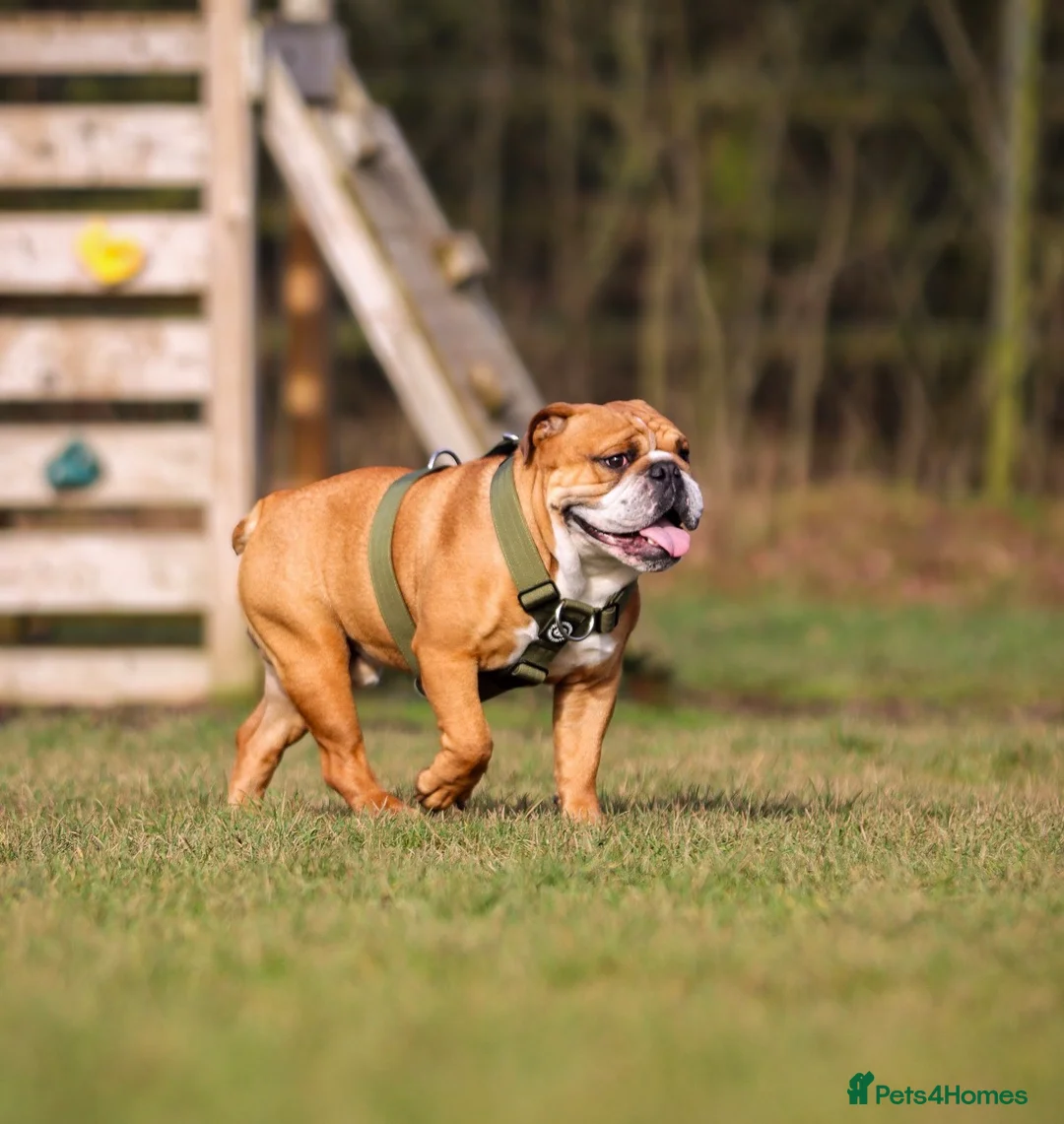 English Bulldog dogs for stud: KC health tested standard red male  - Advert 3