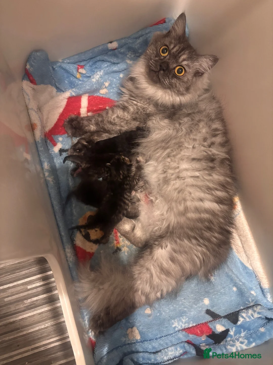 Mixed Breed cats for sale: Fluffy kittens - Advert 2