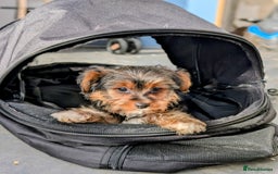 Yorkshire Terrier dogs for sale: 3 Male Yorkshire terriers left  - Image 11