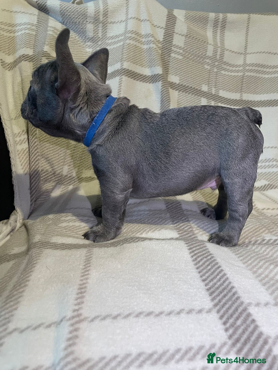 French Bulldog dogs for sale: Kc Reg Micro frenchies for sale - Image 8
