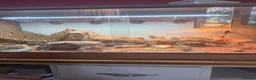 Bearded Dragon reptiles for sale: Beard dragon and tank  in Milton Keynes - Advert 5