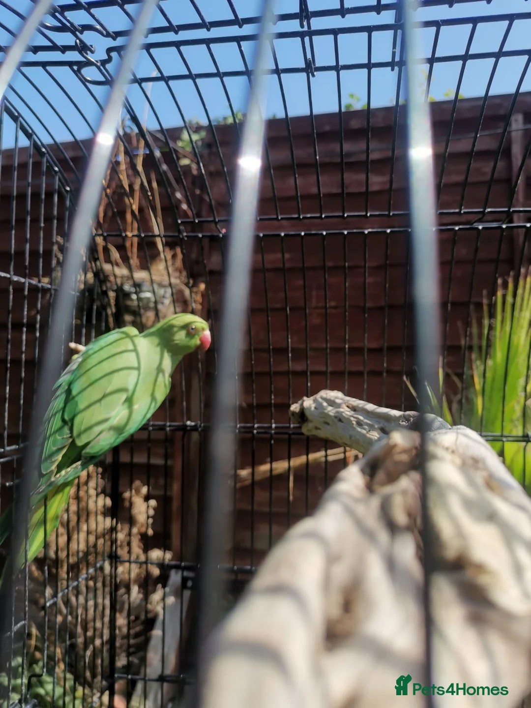 Ringnecks birds for sale: Ringneck parrot  - Advert 1