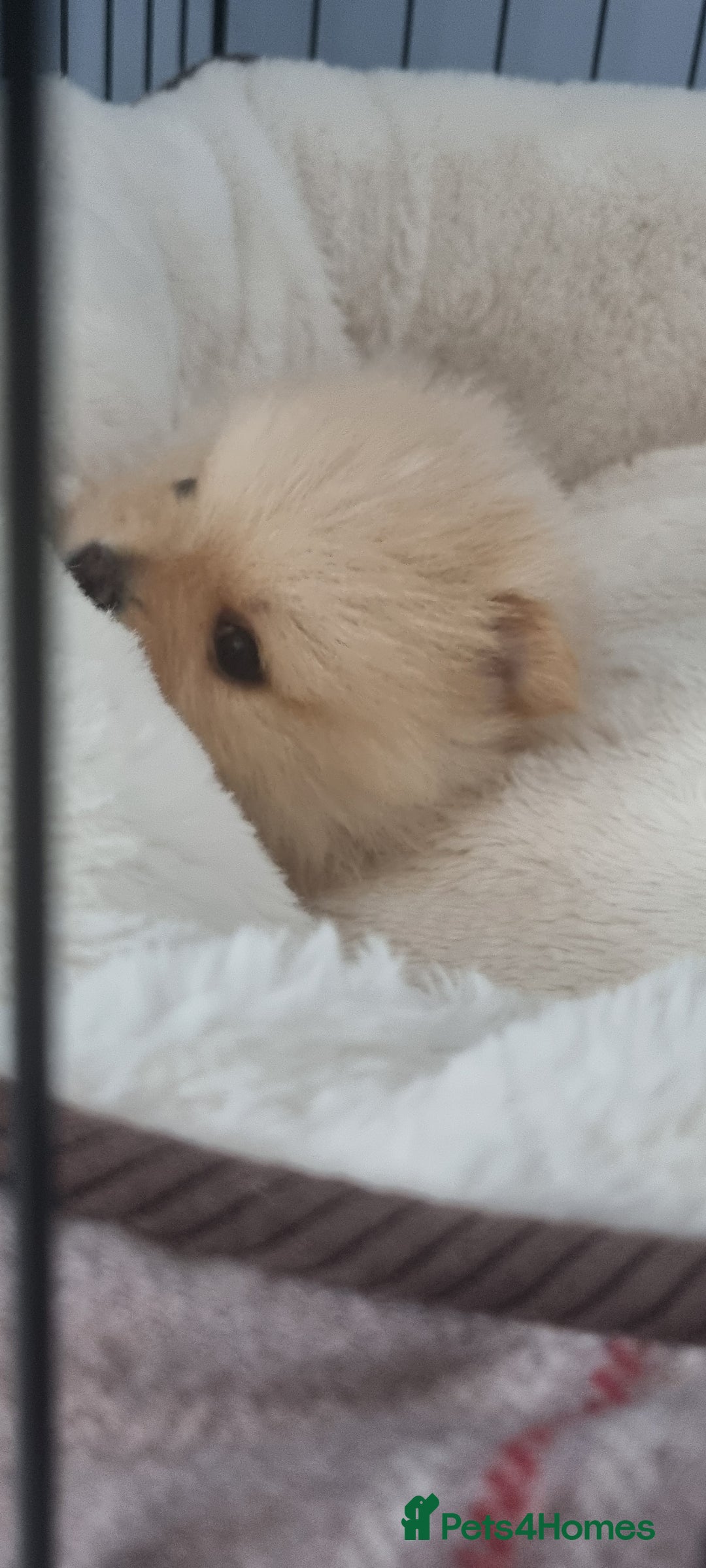 Pomeranian dogs for sale: 3 male Pomeranian puppies, 1 cream, 2 cream sable. - Image 13