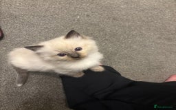 Ragdoll cats for sale: Beautiful ragdoll kittens for sale  - Image 8