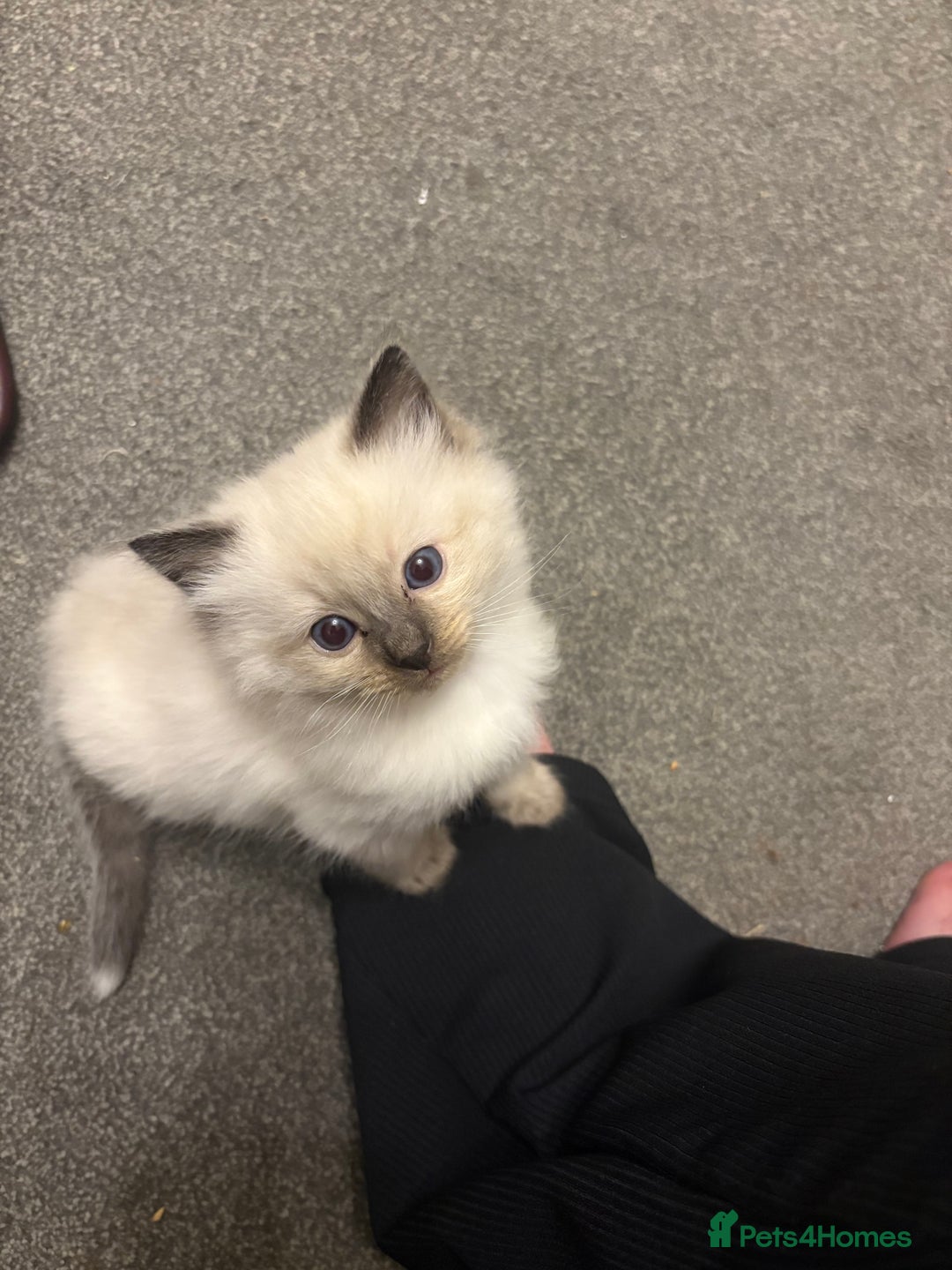 Ragdoll cats for sale: Beautiful ragdoll kittens for sale  - Image 8