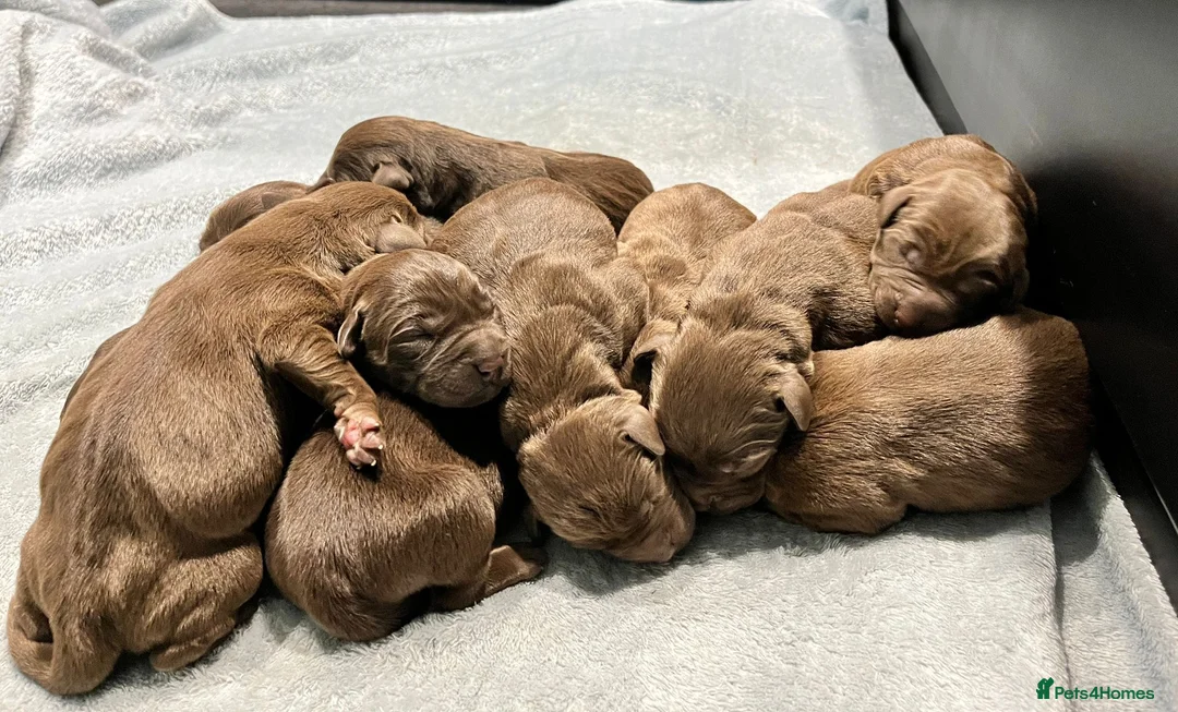 Labrador Retriever dogs for sale: Extensively Health Tested Chocolates  - Advert 6