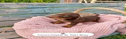 Miniature Dachshund dogs for sale: Miniature Dachshund Boys and Girl - Advert 24
