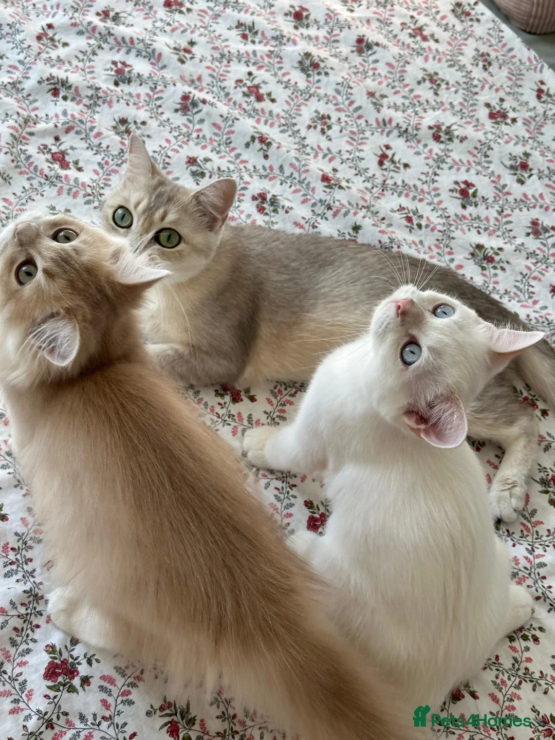 British Shorthair cats for sale: Blue Golden colorpoint 🐱😊🐱 - Advert 2