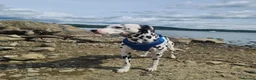 Dalmatian dogs for sale: Blue is looking for his second home *please read* in Lancaster - Advert 14