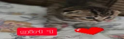 Scottish Fold cats for sale:  🥰Scottish folded in a beautiful colour - Advert 4