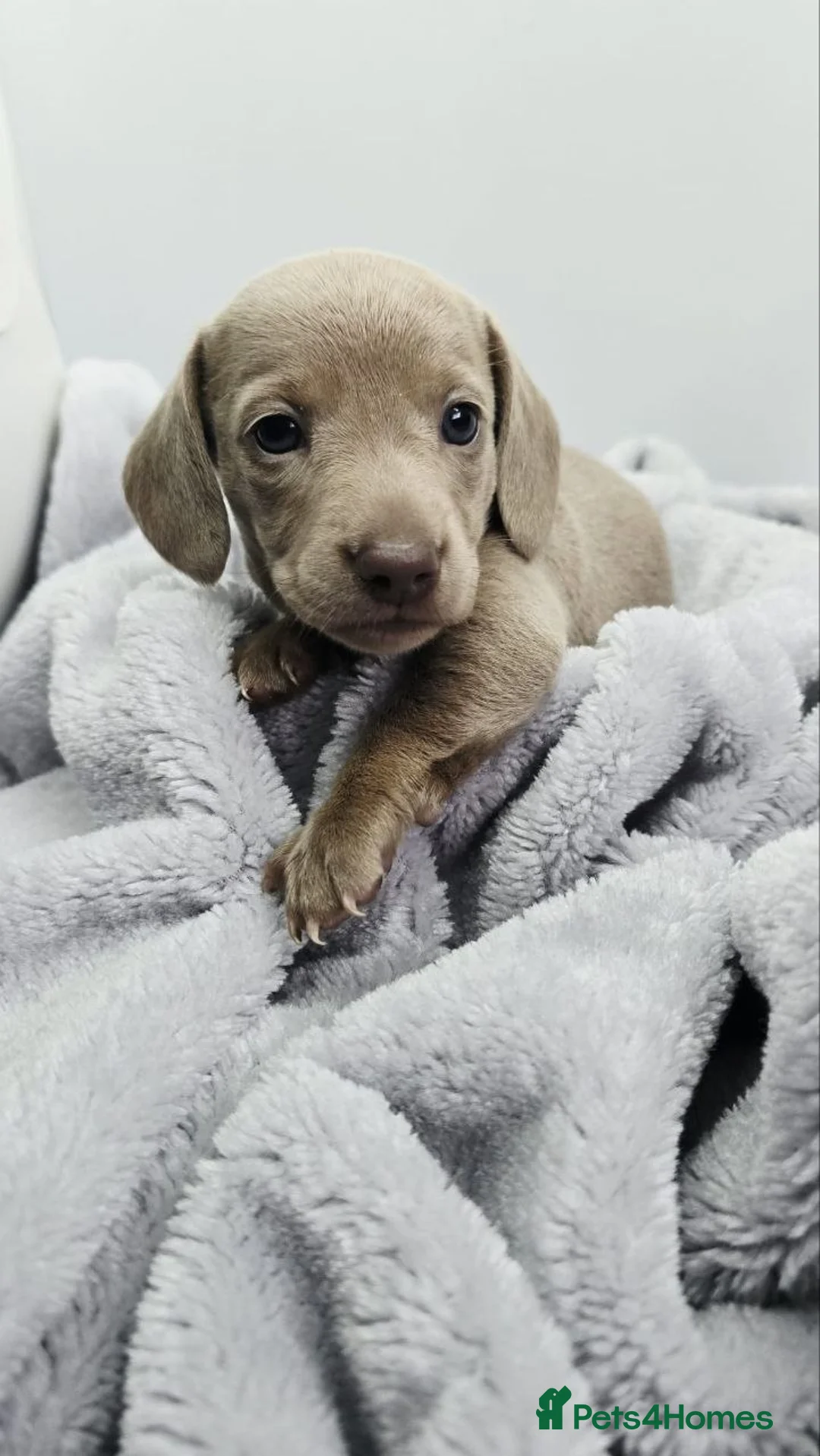 Miniature Dachshund dogs for sale: Beautiful puppies in London - Advert 5