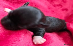 Chihuahua dogs for sale: Beautiful  Blue and Merle Chihuahua  - Image 17